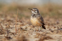 Skrivan dudkovity - Alaemon alaudipes - Greater Hoopoe-Lark o0281